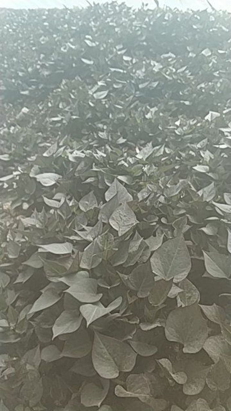 早丰红薯苗