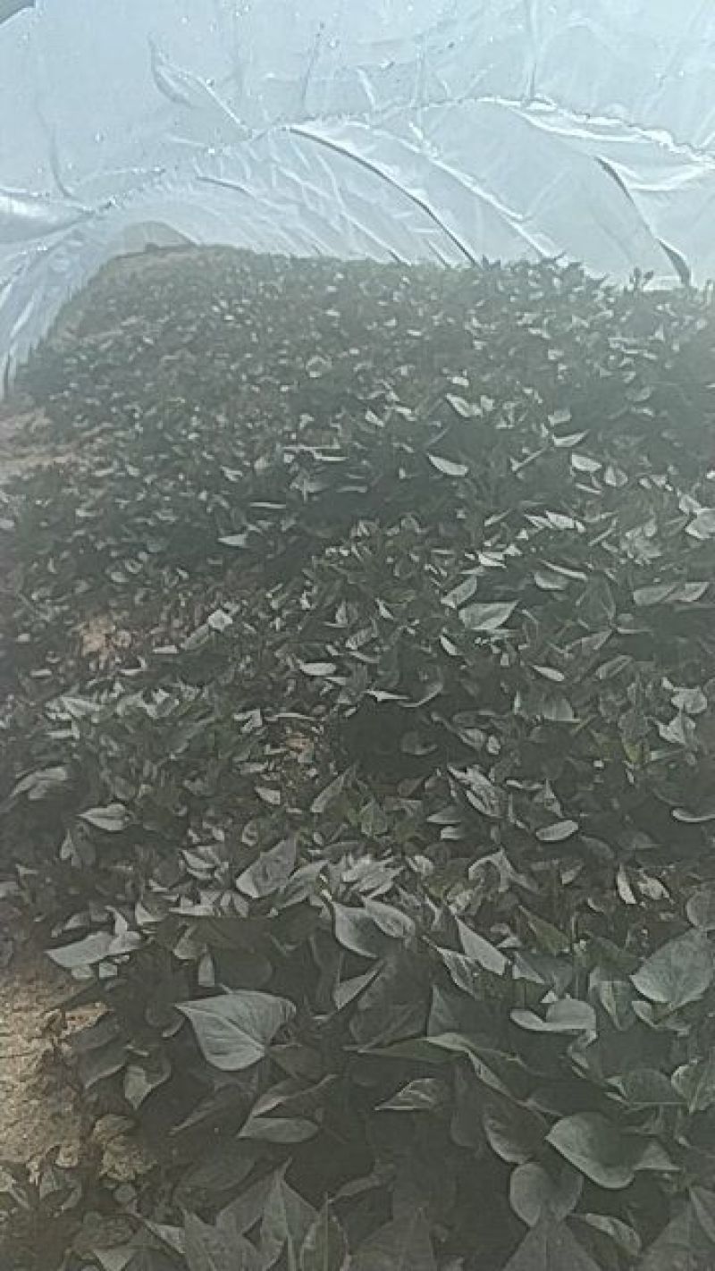 早丰红薯苗