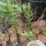 香水柠檬树苗30~50cm