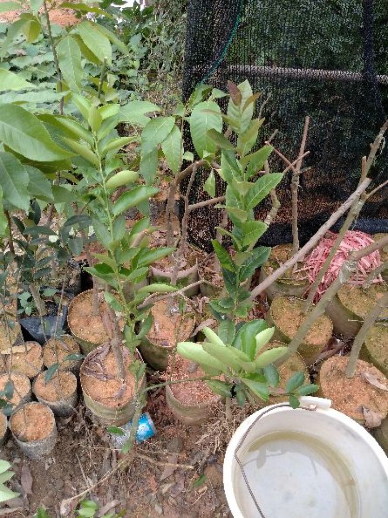 香水柠檬树苗30~50cm