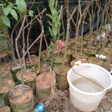 香水柠檬树苗30~50cm