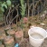 香水柠檬树苗30~50cm