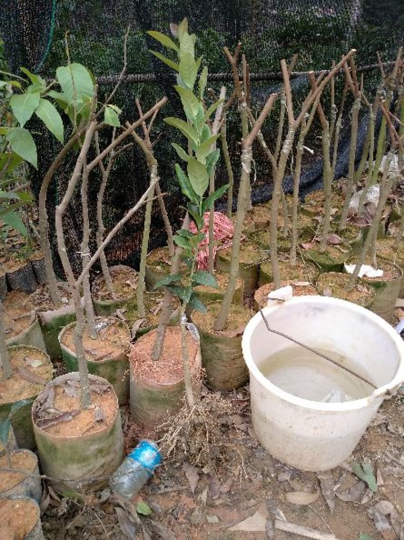 香水柠檬树苗30~50cm