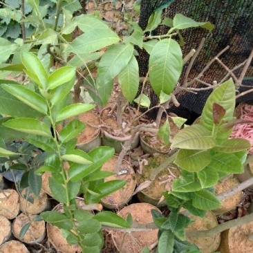 柠檬苗30~50cm