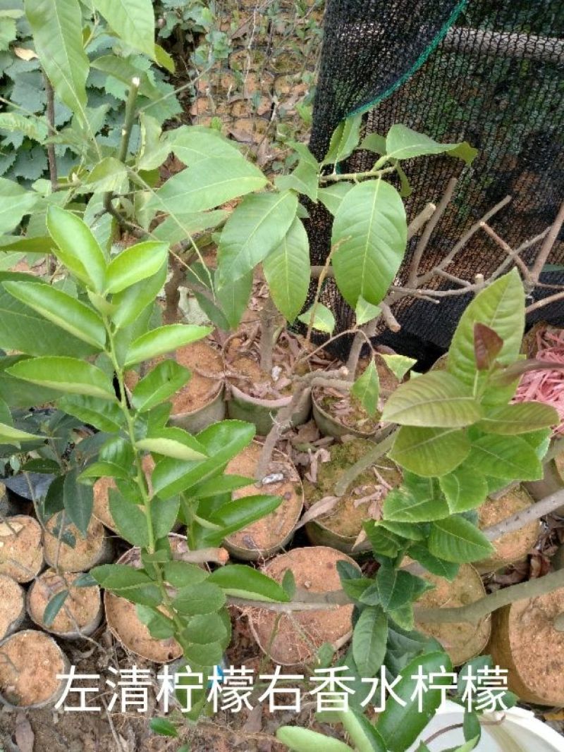 柠檬苗30~50cm