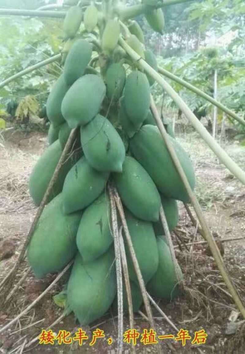 包邮红铃木瓜苗大白木瓜苗水果木瓜苗大青木瓜苗
