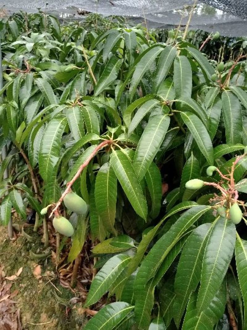 金煌芒树苗1m以下