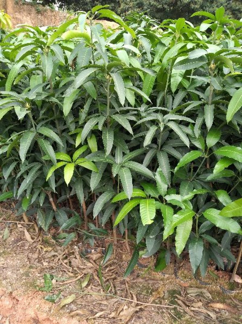 金煌芒树苗1m以下