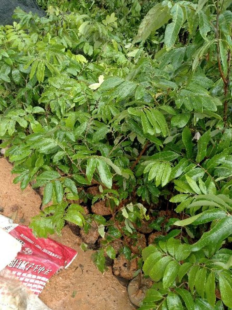 龙眼树苗20~30cm