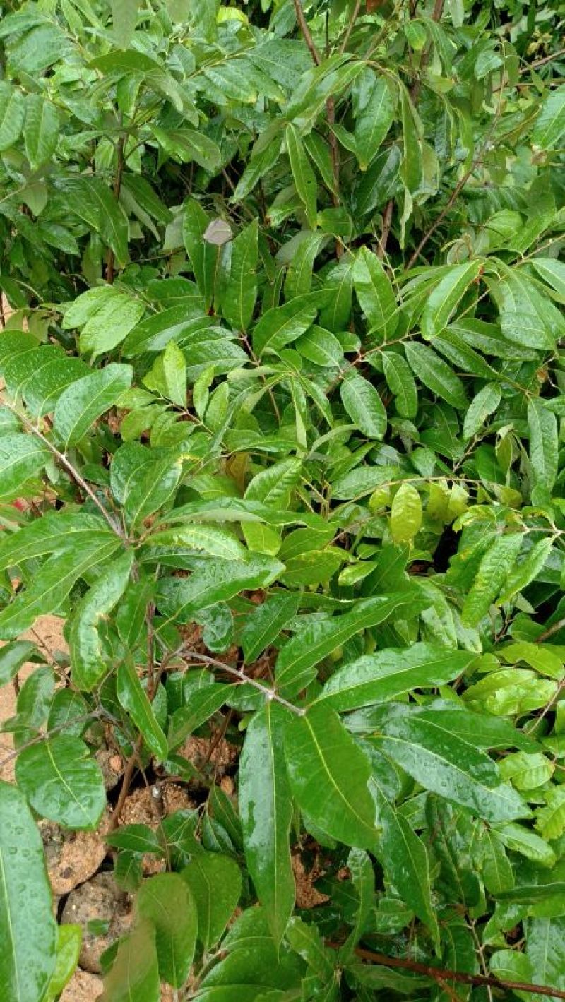 龙眼树苗20~30cm