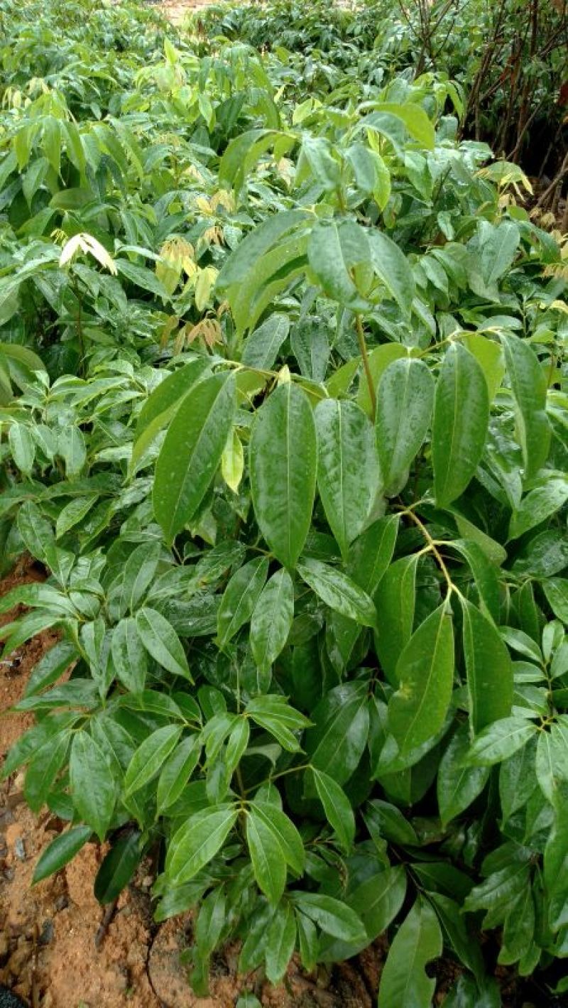 妃子笑荔枝苗10~20cm