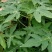 木瓜树苗10cm以下
