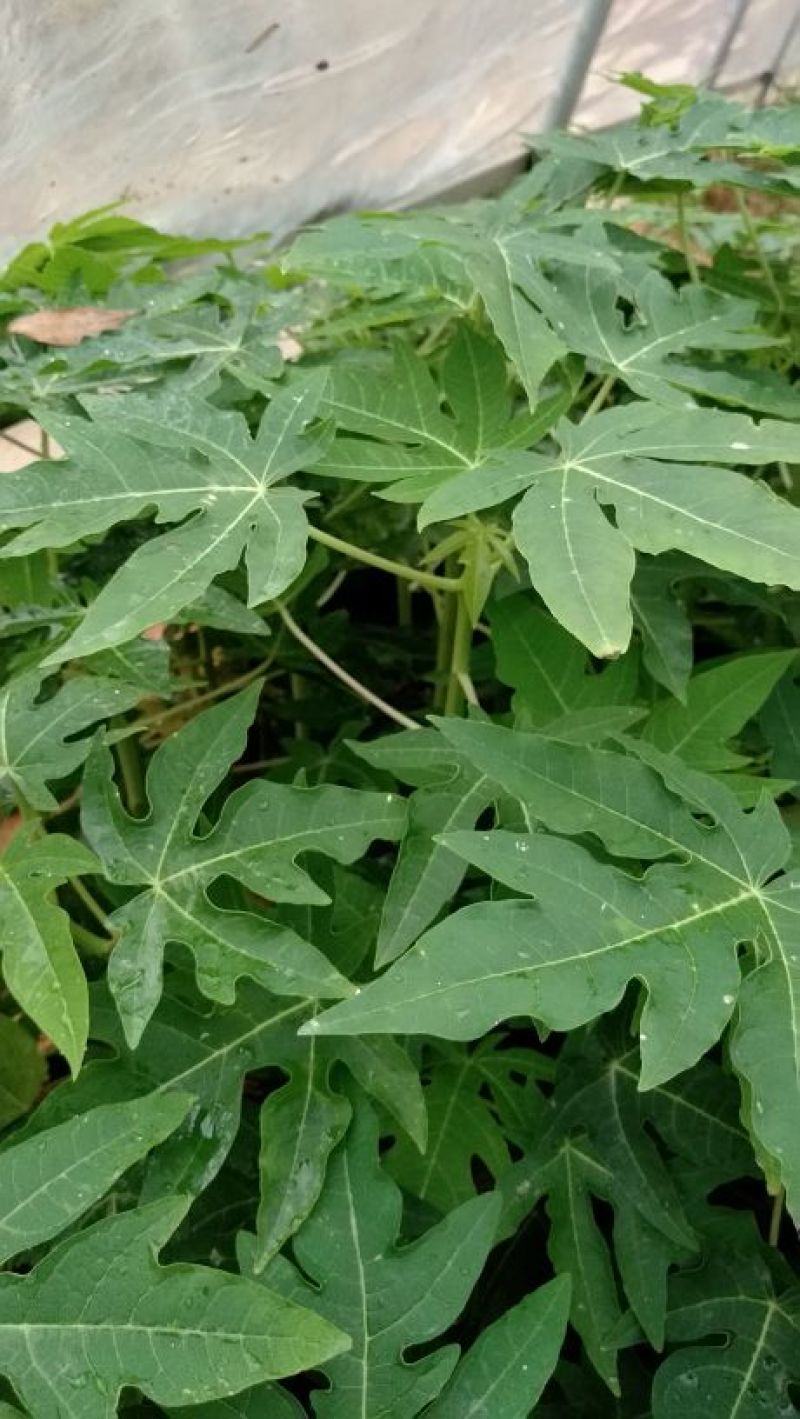 木瓜树苗10cm以下