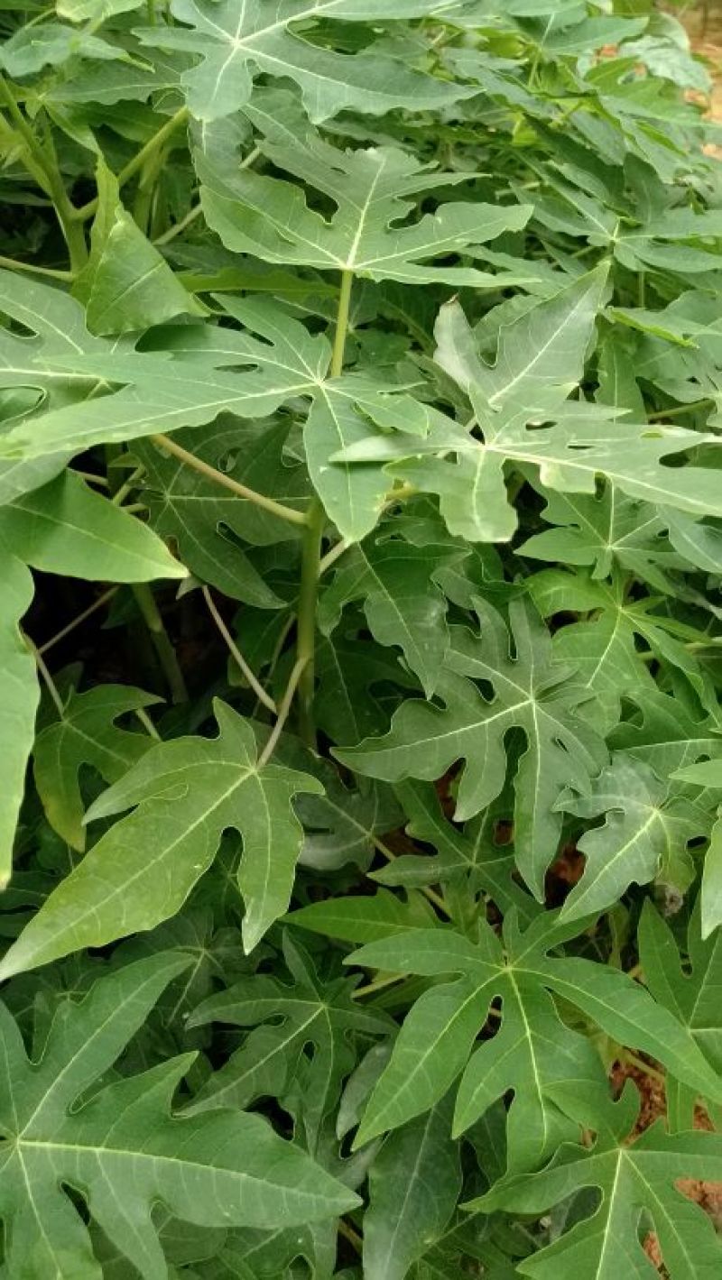 木瓜树苗10cm以下
