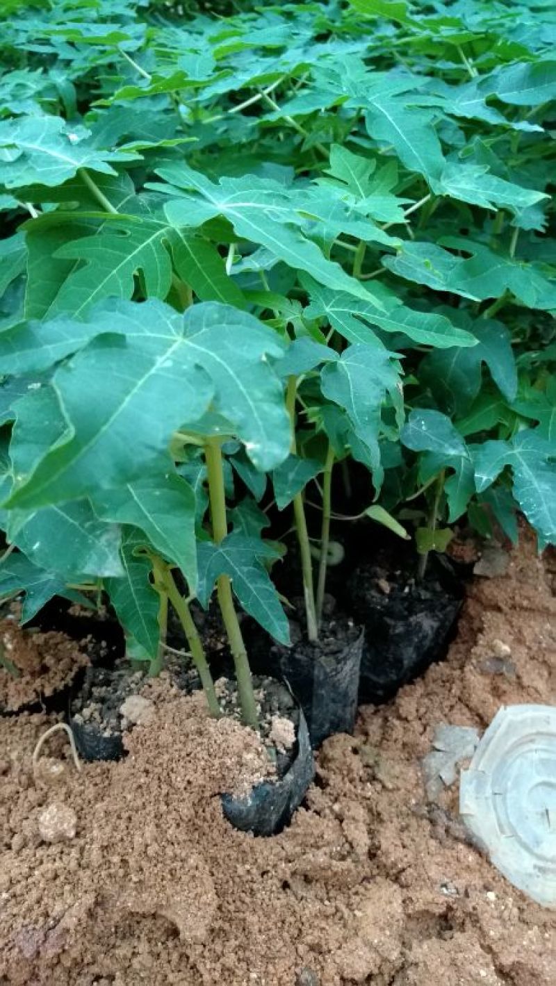 木瓜树苗10cm以下