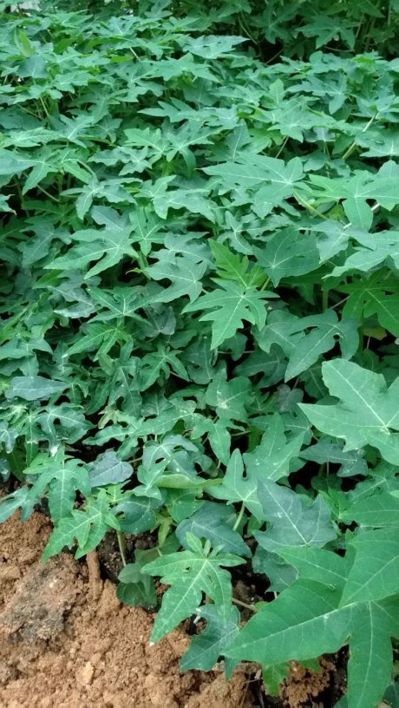 木瓜树苗10cm以下