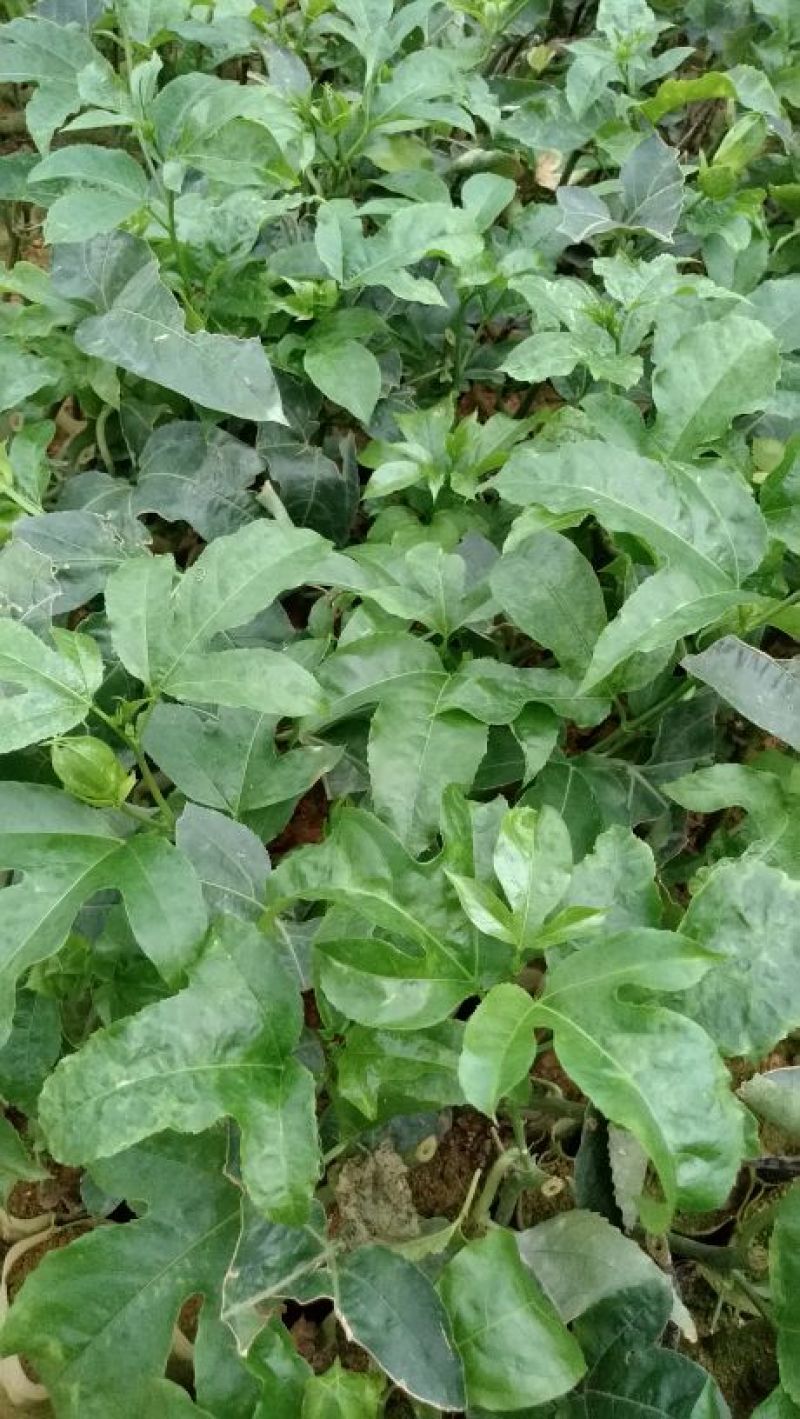 百香果苗10cm以下