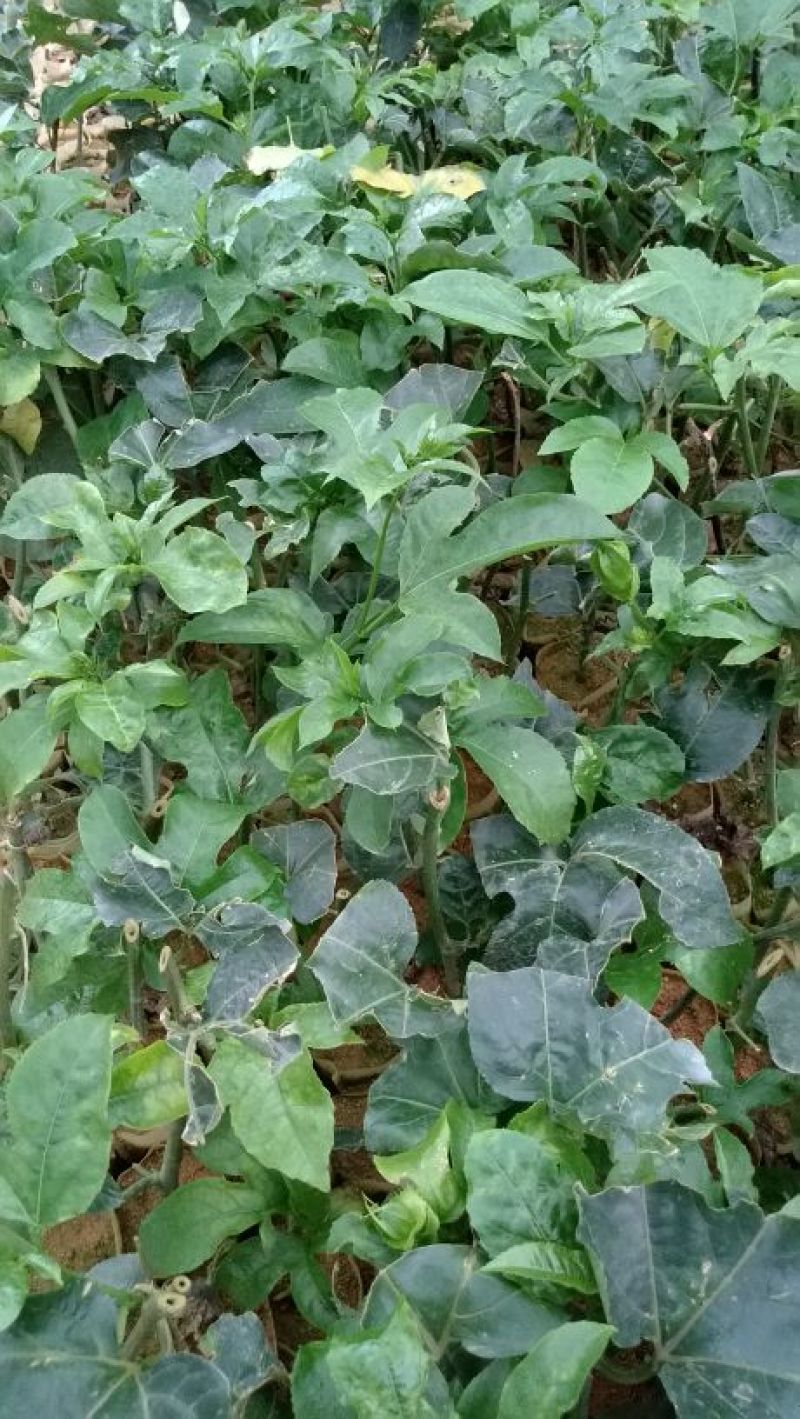 百香果苗10cm以下