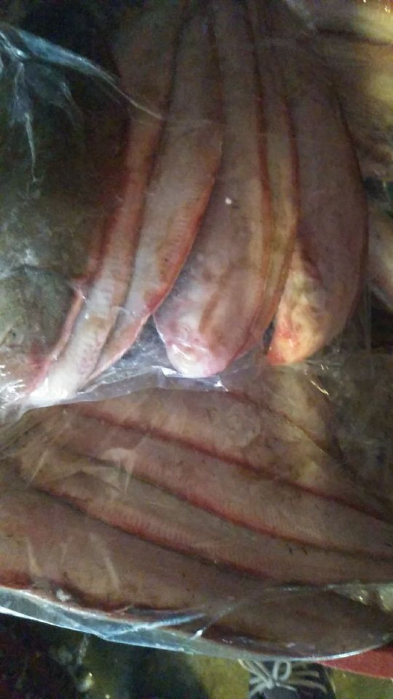 沙丁鱼