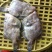 沙丁鱼