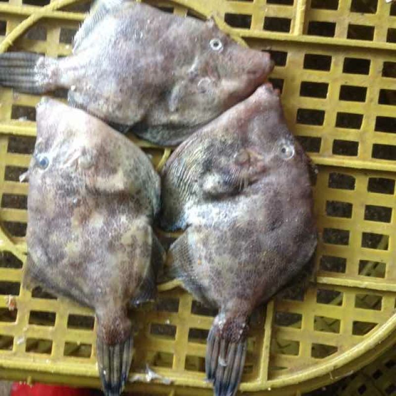 沙丁鱼