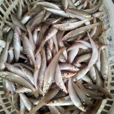 沙丁鱼