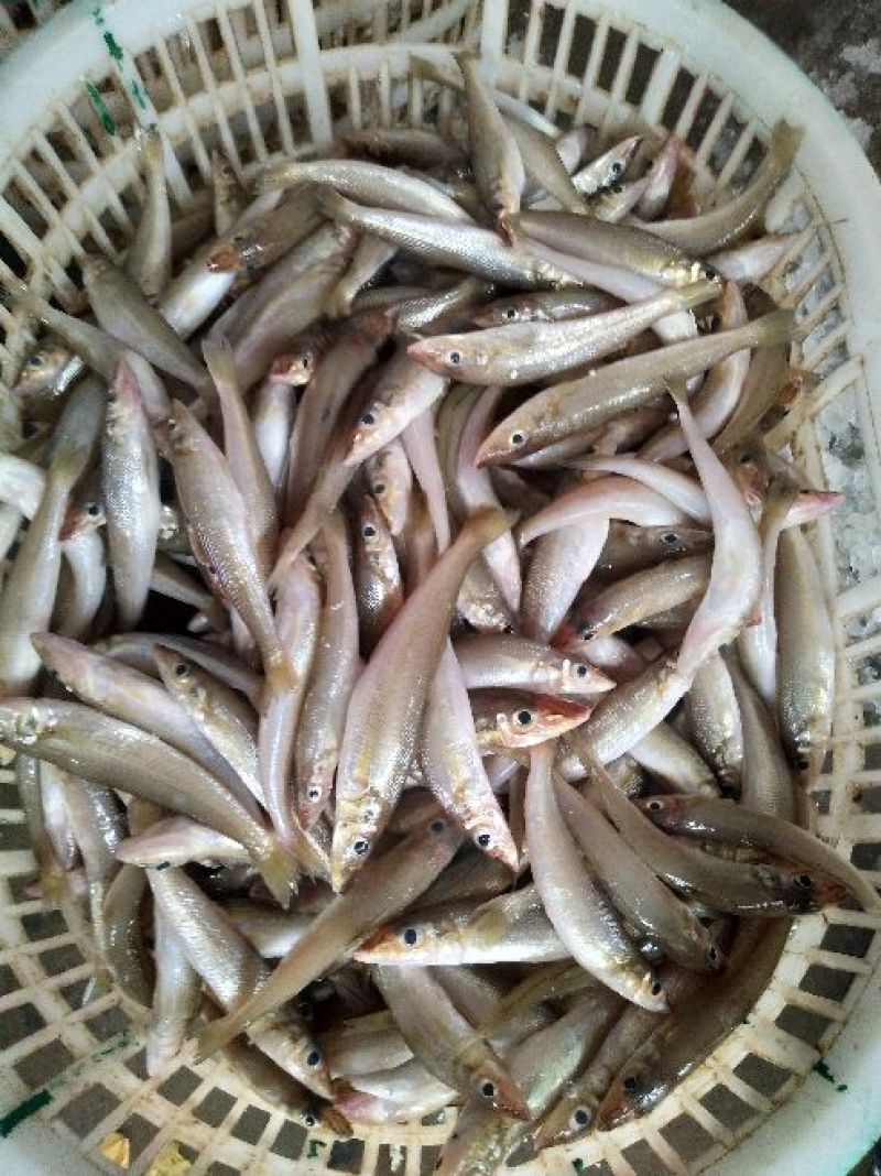 沙丁鱼
