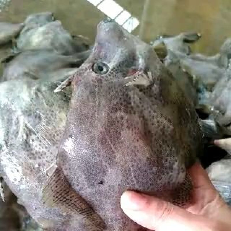 沙丁鱼