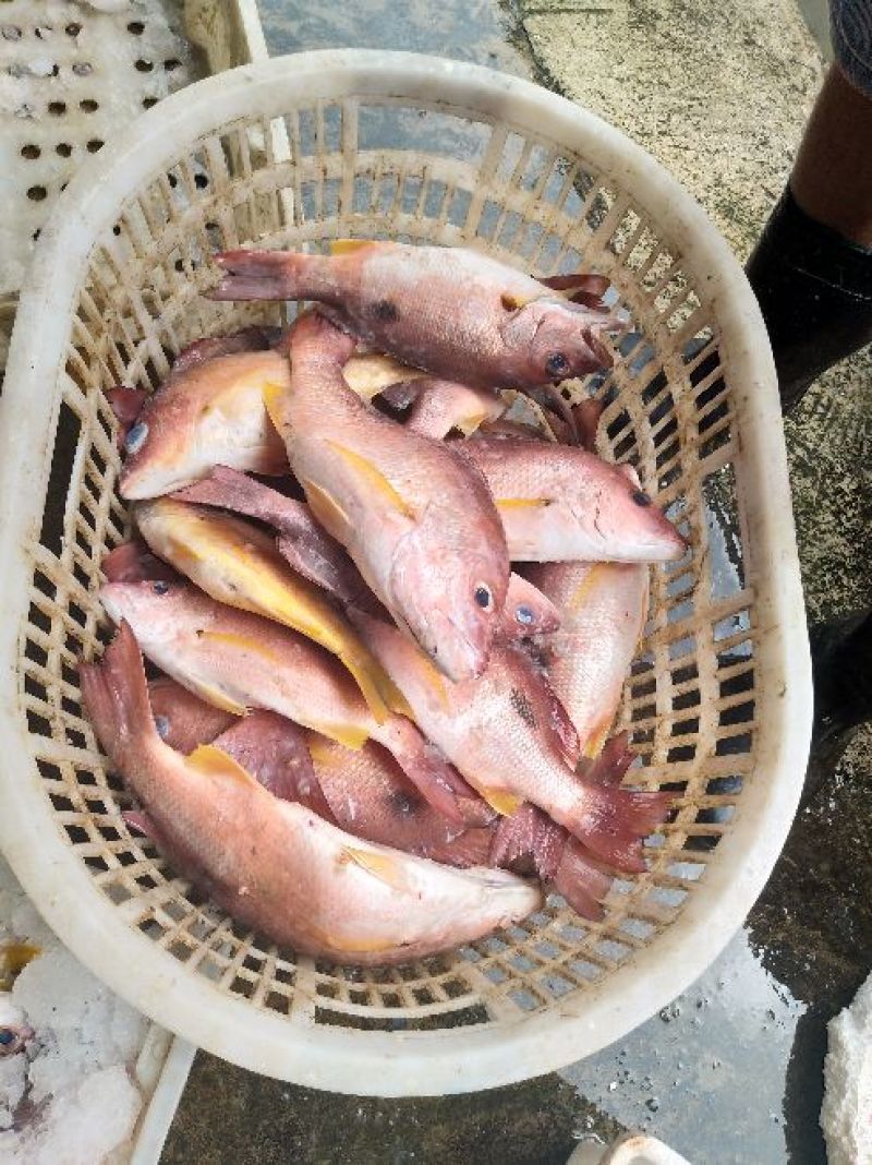 沙丁鱼