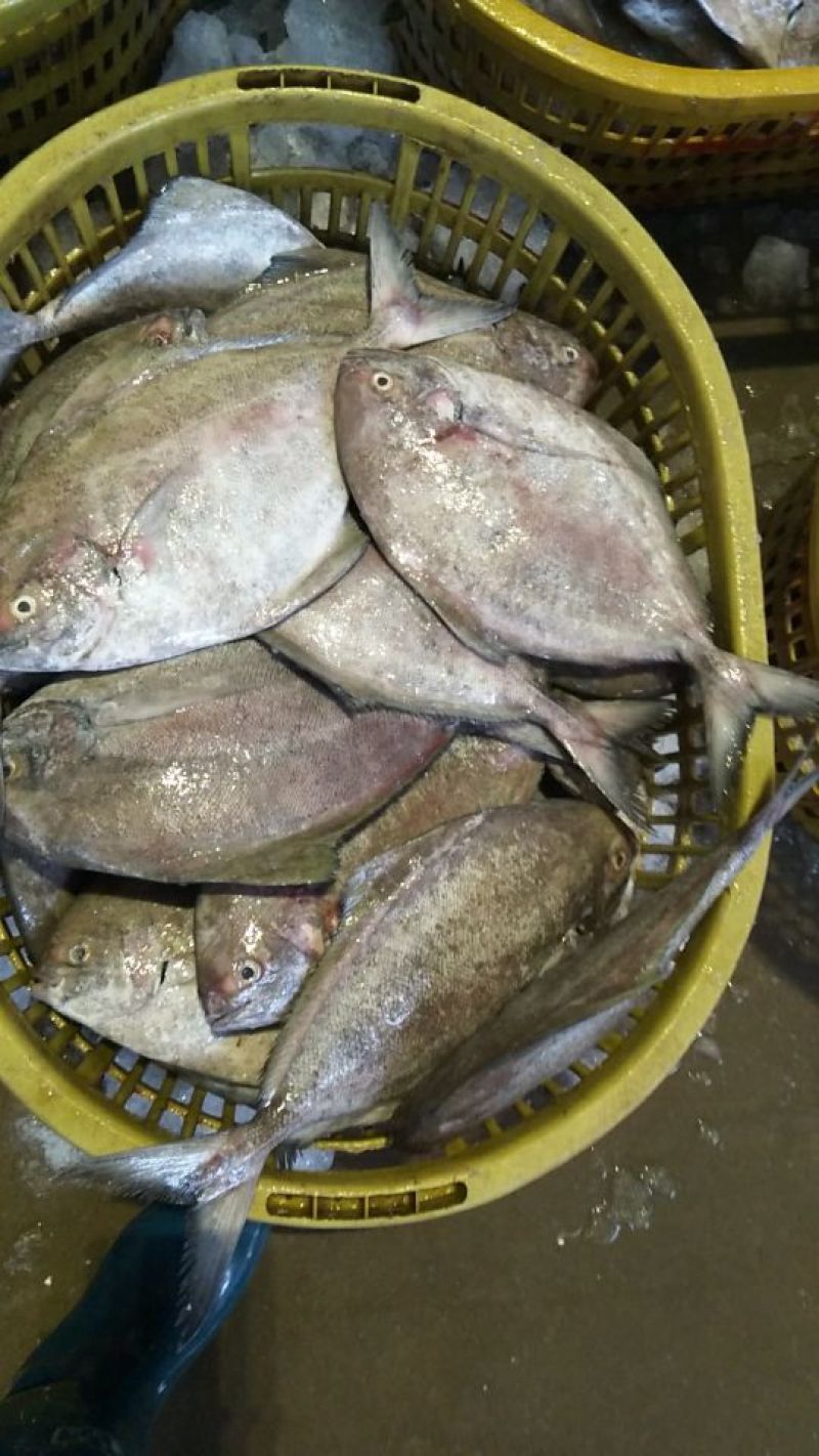 沙丁鱼