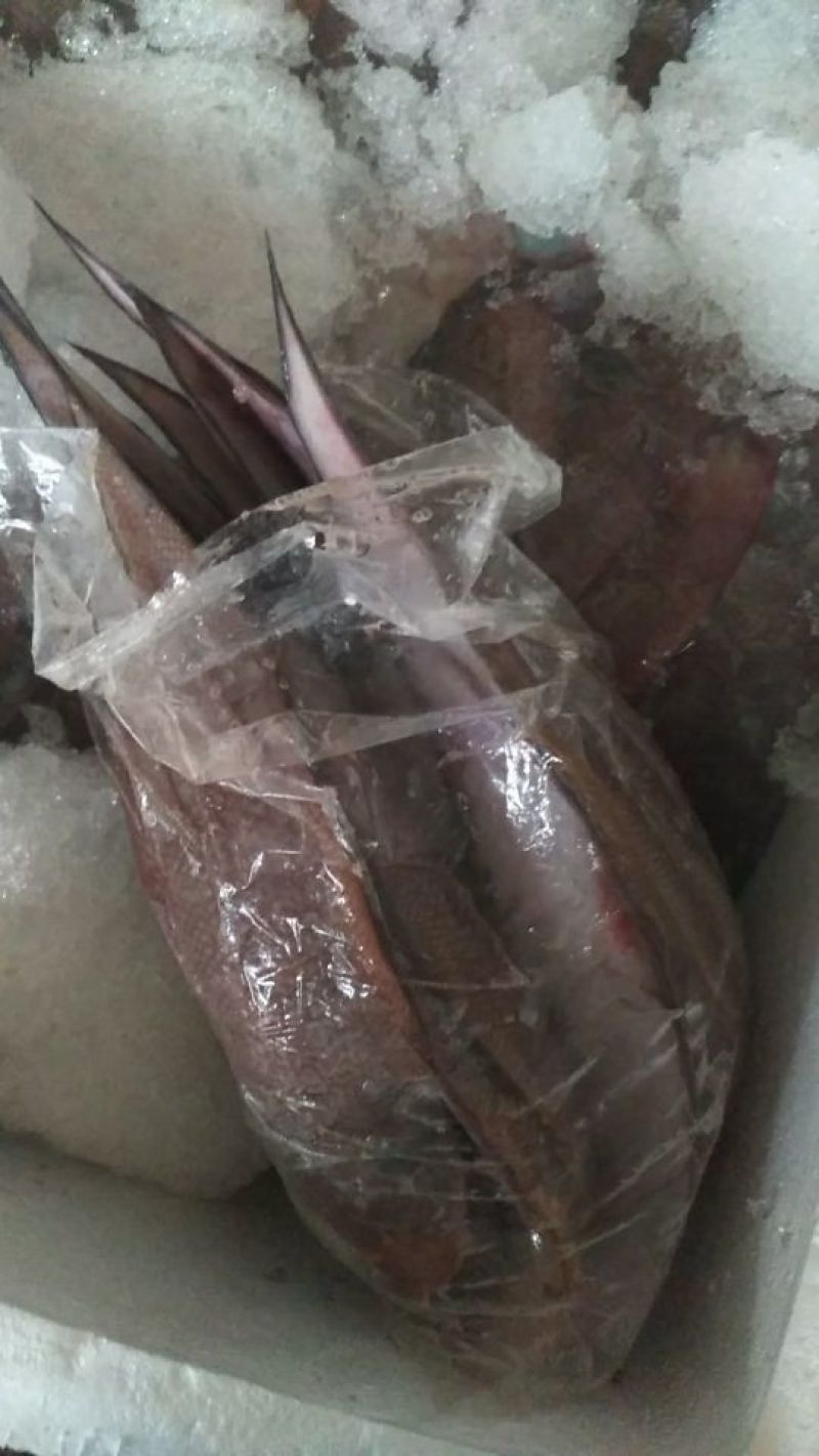 沙丁鱼