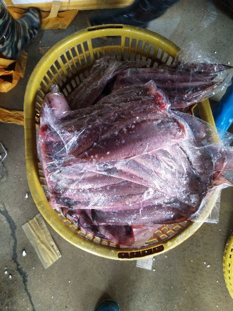 沙丁鱼