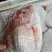 沙丁鱼