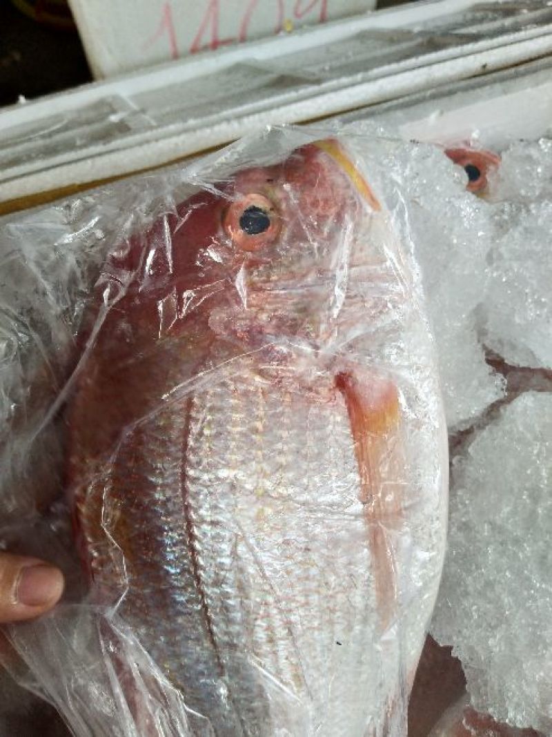 沙丁鱼