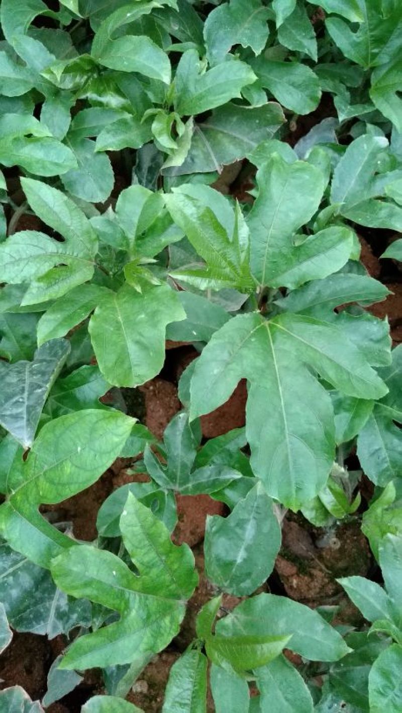 黄金百香果苗10cm以下