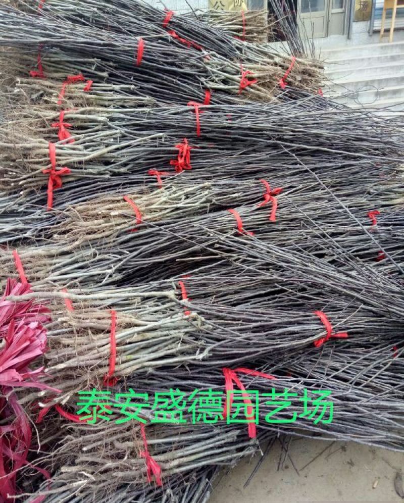 早酥红梨苗彩虹梨全部精品，可签合同，产地直发，一树苗