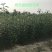 早酥红梨苗彩虹梨全部精品,可签合同,产地直发,一树苗