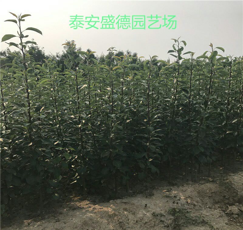 早酥红梨苗彩虹梨全部精品，可签合同，产地直发，一树苗