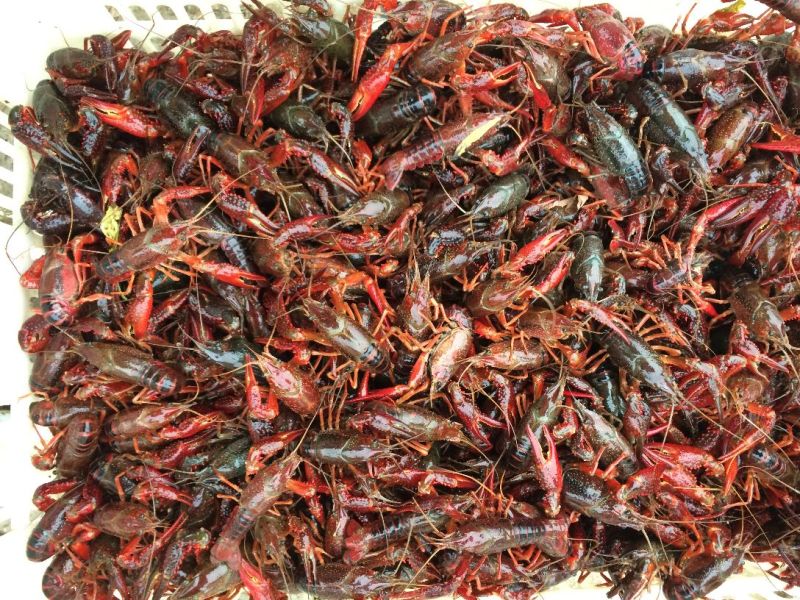 克氏原螯虾3-5钱（15-25克）活虾小龙虾主养