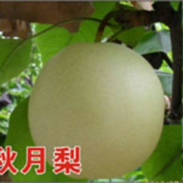【秋月梨树苗】0.8~3cm80cm以上