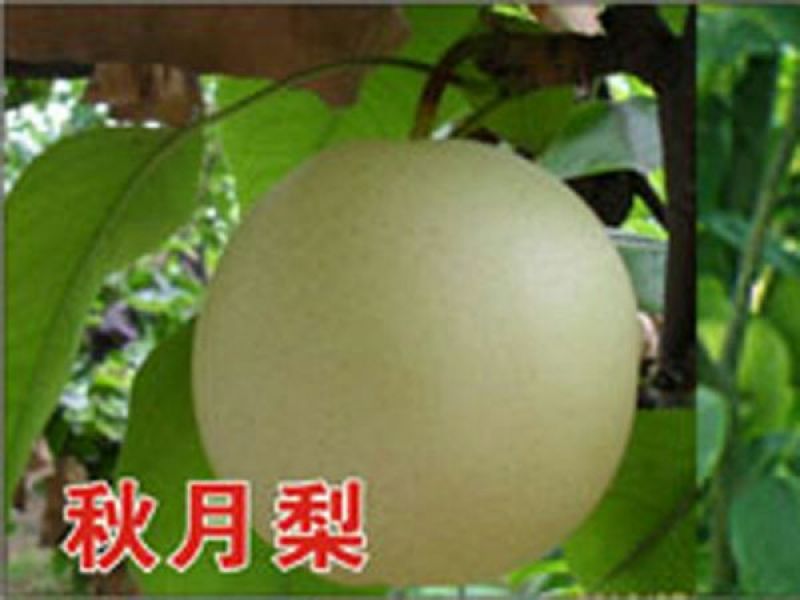 【秋月梨树苗】0.8~3cm80cm以上