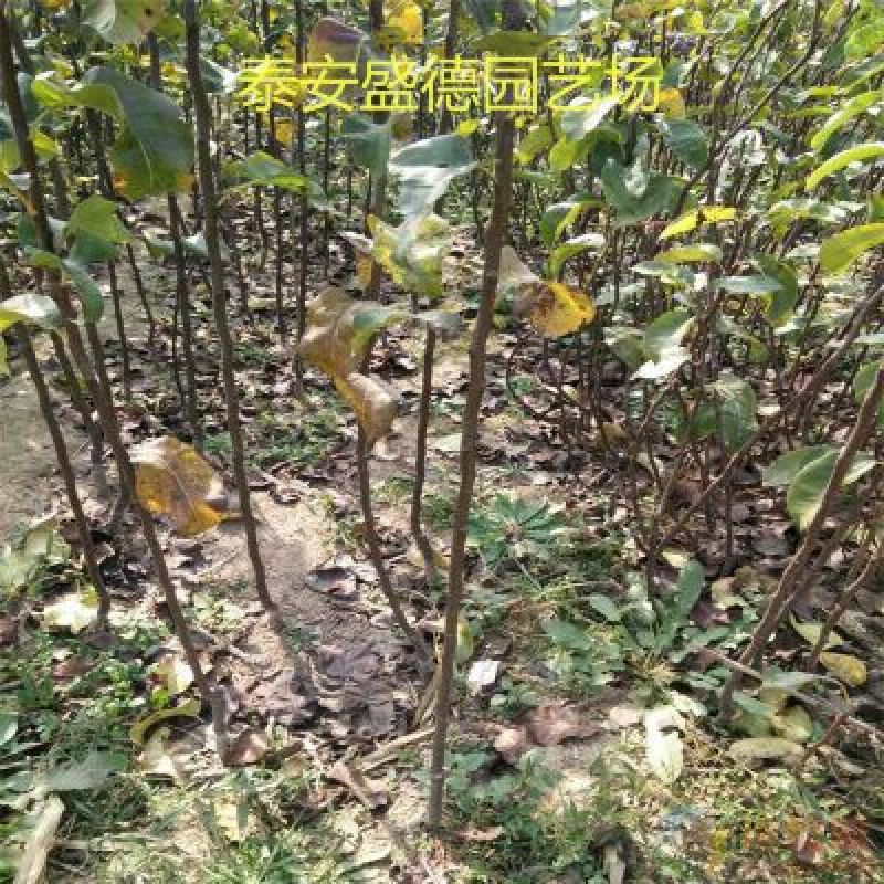 【秋月梨树苗】0.8~3cm80cm以上