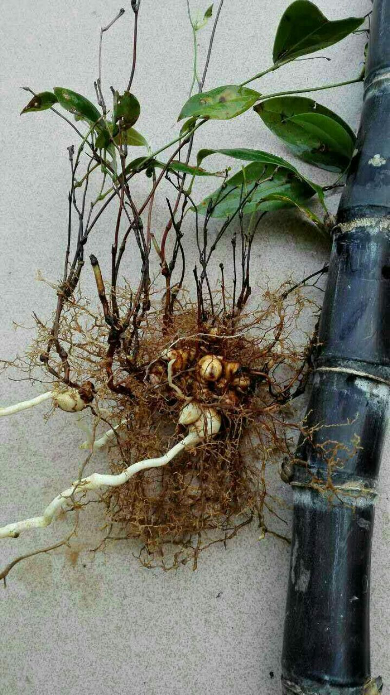 土茯苓苗