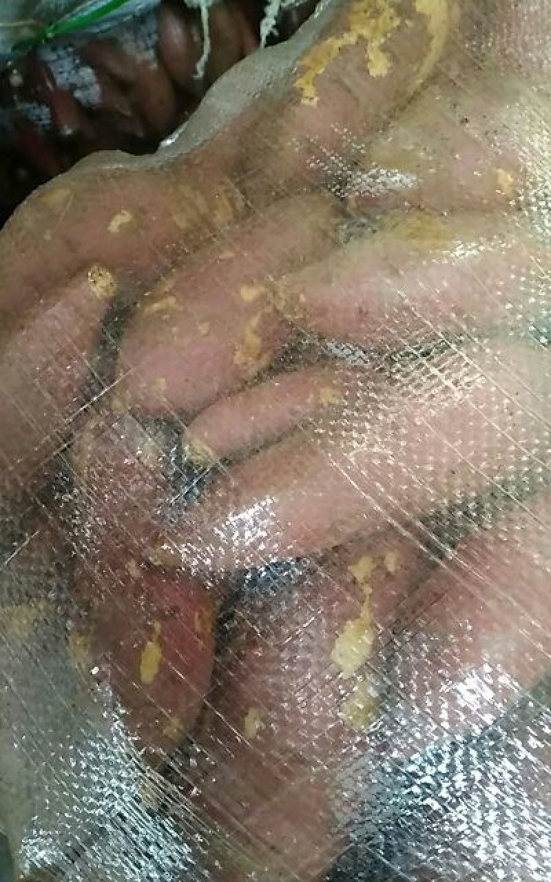 鸡蛋黄红薯商品薯黄心1两以上