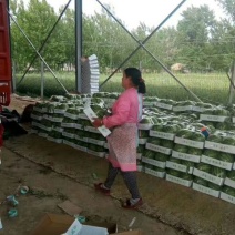江苏大棚冰糖8424西瓜上市啦欢迎新老客户前来订购