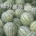 江苏大棚冰糖8424西瓜上市啦欢迎新老客户前来订购
