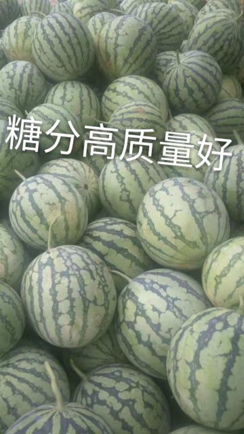 江苏大棚冰糖8424西瓜上市啦欢迎新老客户前来订购
