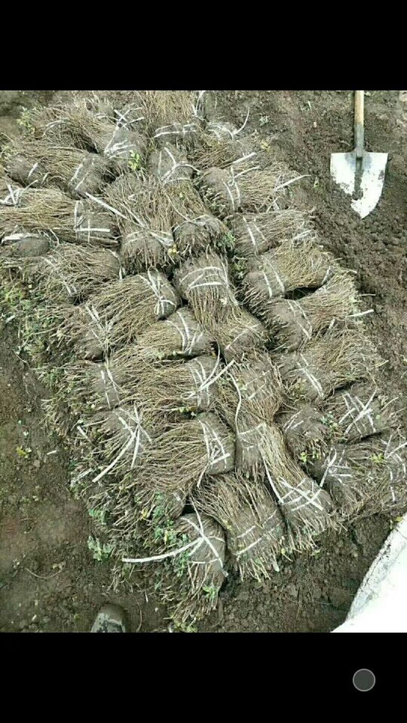 精品当归苗