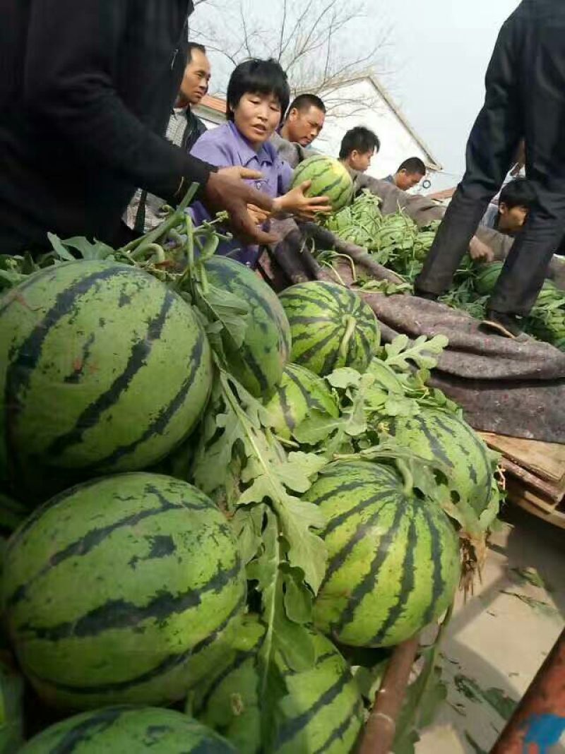 山东西瓜批发产地