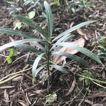 罗汉松苗10~20cm